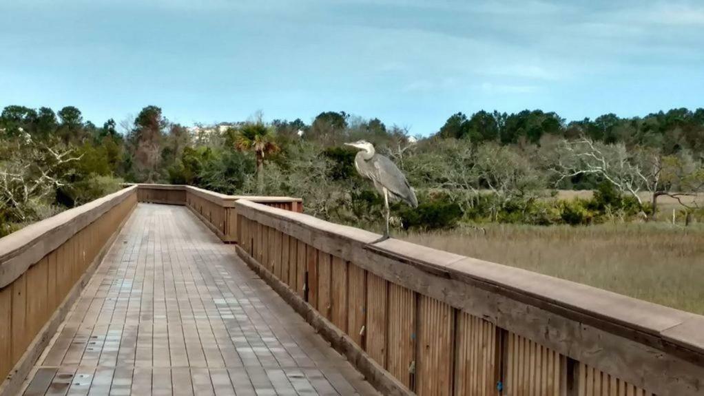 Hilton Head Resort Хилтън Хед Айлънд Екстериор снимка